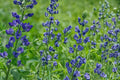 Blue Wild Indigo Seeds – Baptisia australis Herbaceous Perennial for Gardens & Prairies, Deep Blue Violet Flowers