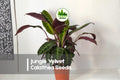 25 Jungle Velvet Calathea Seeds | Tropical Foliage Plant | Deep Green Velvety Leaves | Calathea warscewiczii