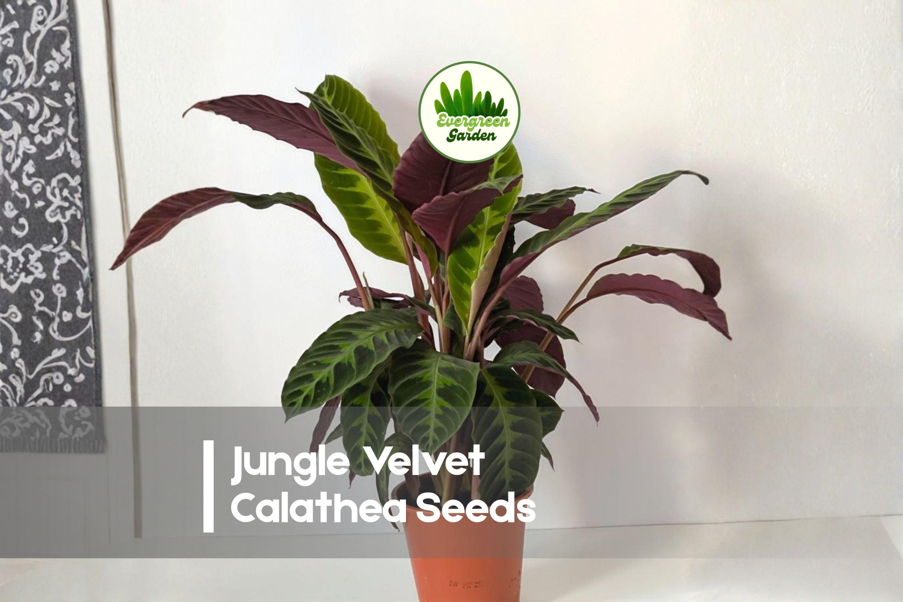 25 Jungle Velvet Calathea Seeds | Tropical Foliage Plant | Deep Green Velvety Leaves | Calathea warscewiczii