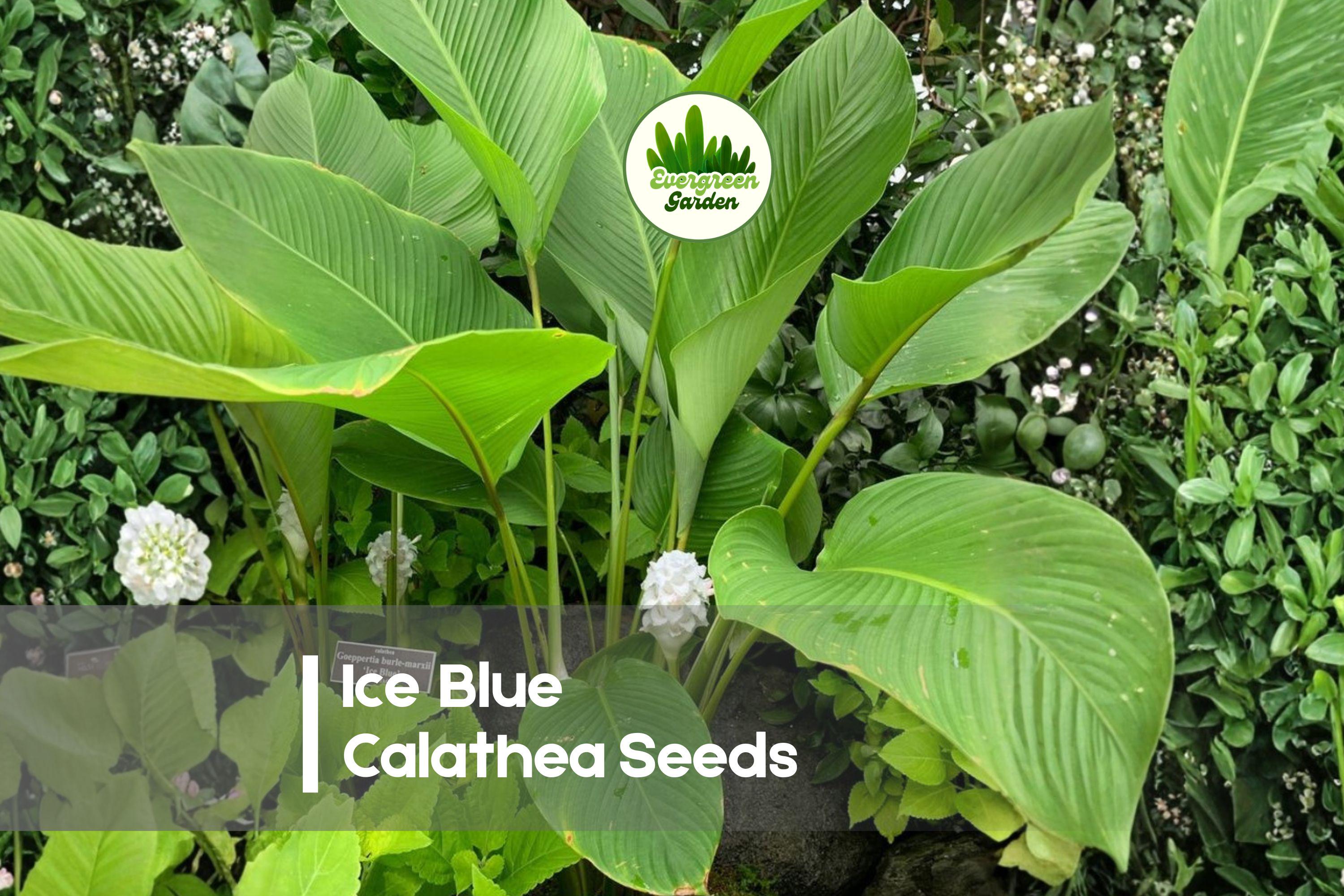 25 Ice Blue Calathea Seeds - Tropical Foliage Plant with Blue-Green Patterned Leaves, Indoor Decor, Calathea spp.