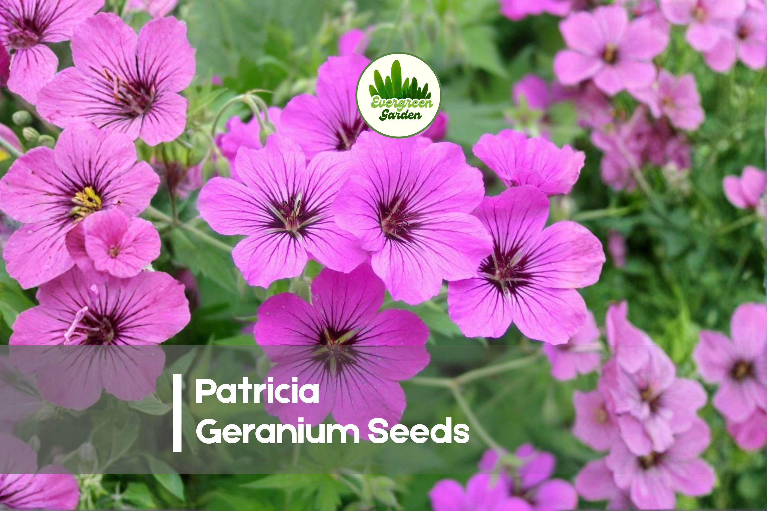 25 Patricia Geranium Seeds - Hardy Perennial Cranesbill with Magenta Pink Flowers for Borders & Pollinator Gardens