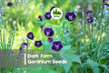 Dark Form Geranium Seeds – Perennial Cranesbill with Deep Burgundy Foliage and Pink to Purple Flowers, Geranium (Dark Foliage Type)