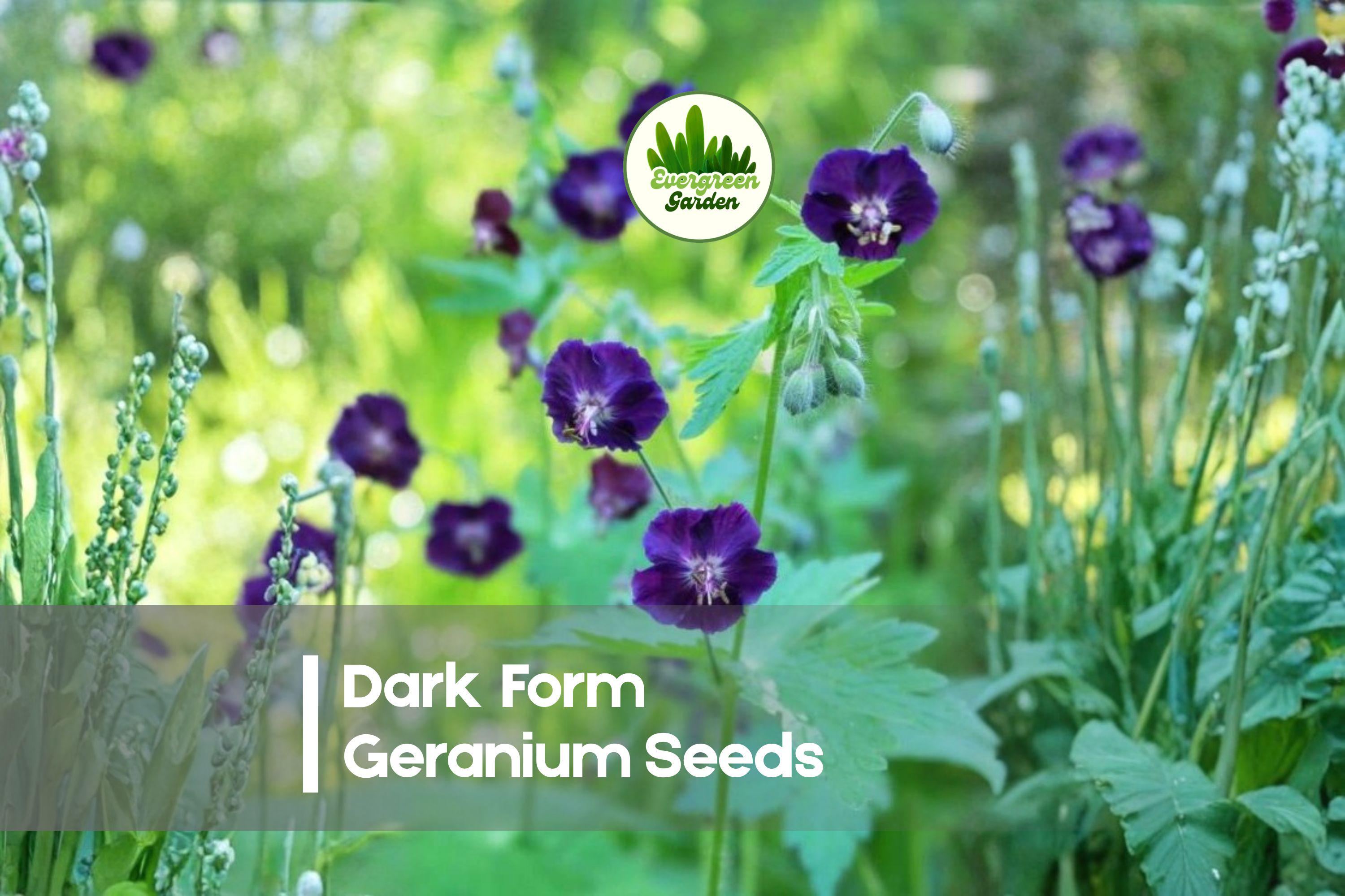 Dark Form Geranium Seeds – Perennial Cranesbill with Deep Burgundy Foliage and Pink to Purple Flowers, Geranium (Dark Foliage Type)