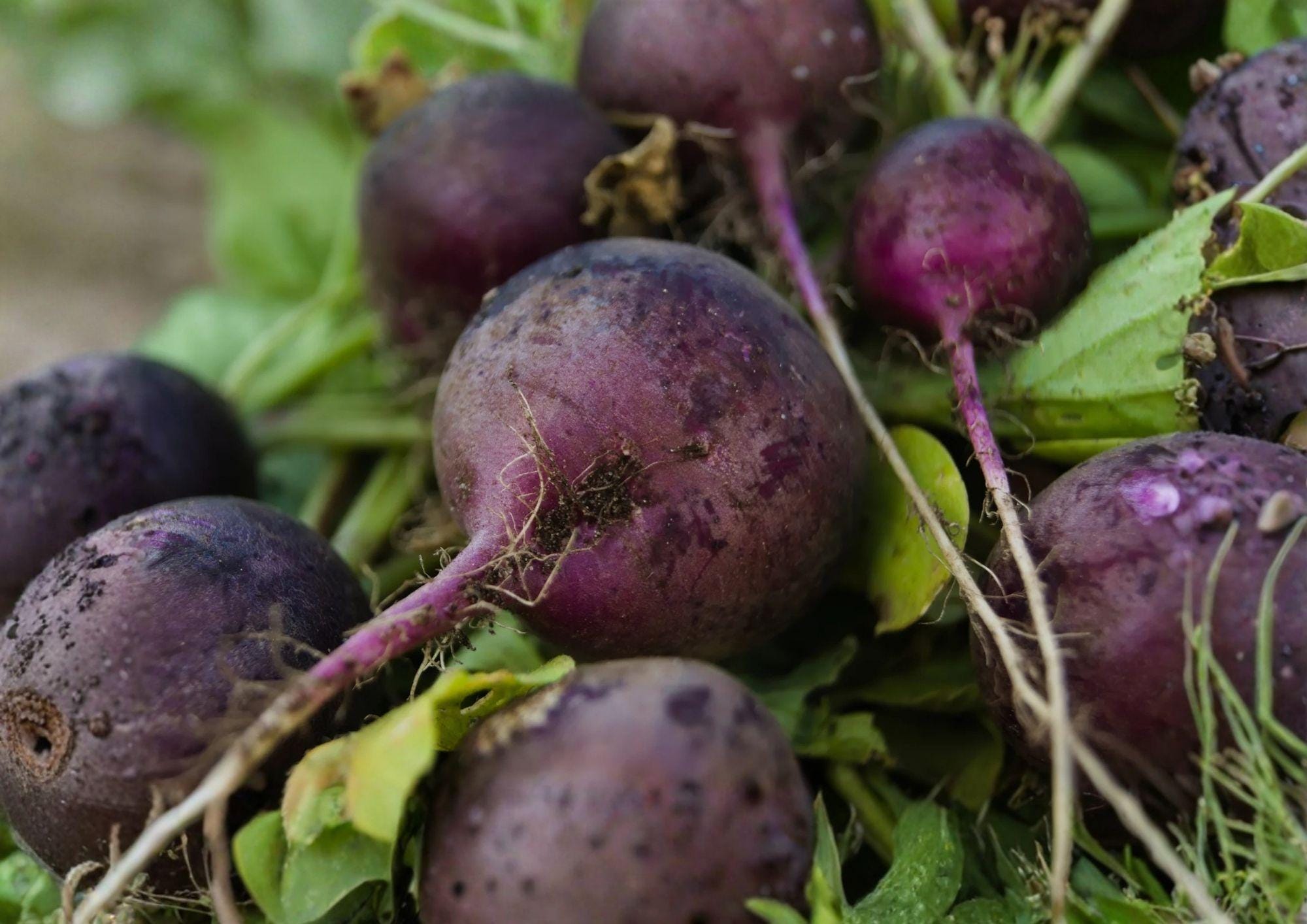 300+ Purple Plum Radish Seeds – Heirloom Non-GMO Vegetable Seeds for Garden, Round Purple Roots, Fast-Growing, Crisp, Mild Flavor