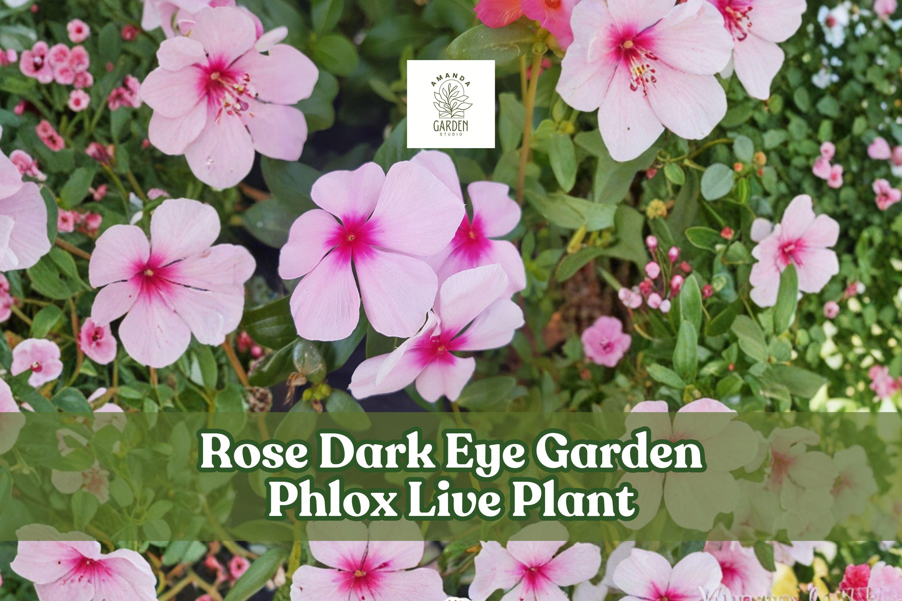 Garden Phlox Live Plant | Rose Dark Eye Pink Perennial Flower Starter | Phlox paniculata for Borders & Containers