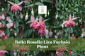 Bella Rosella Fuchsia Live Plant – Hanging Basket, Container, Shade Garden, Hummingbird Flower, Fuchsia magellanica