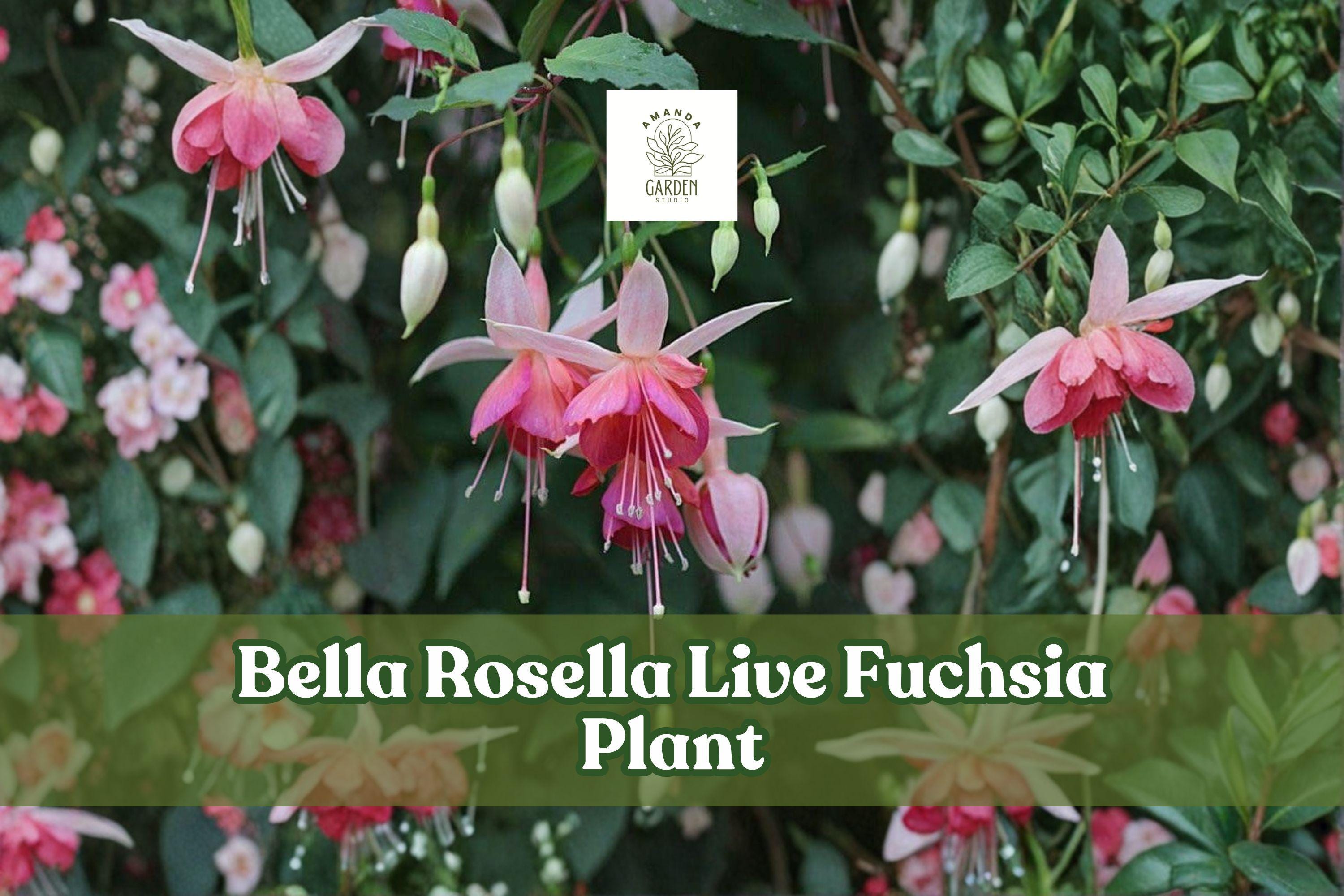 Bella Rosella Fuchsia Live Plant – Hanging Basket, Container, Shade Garden, Hummingbird Flower, Fuchsia magellanica