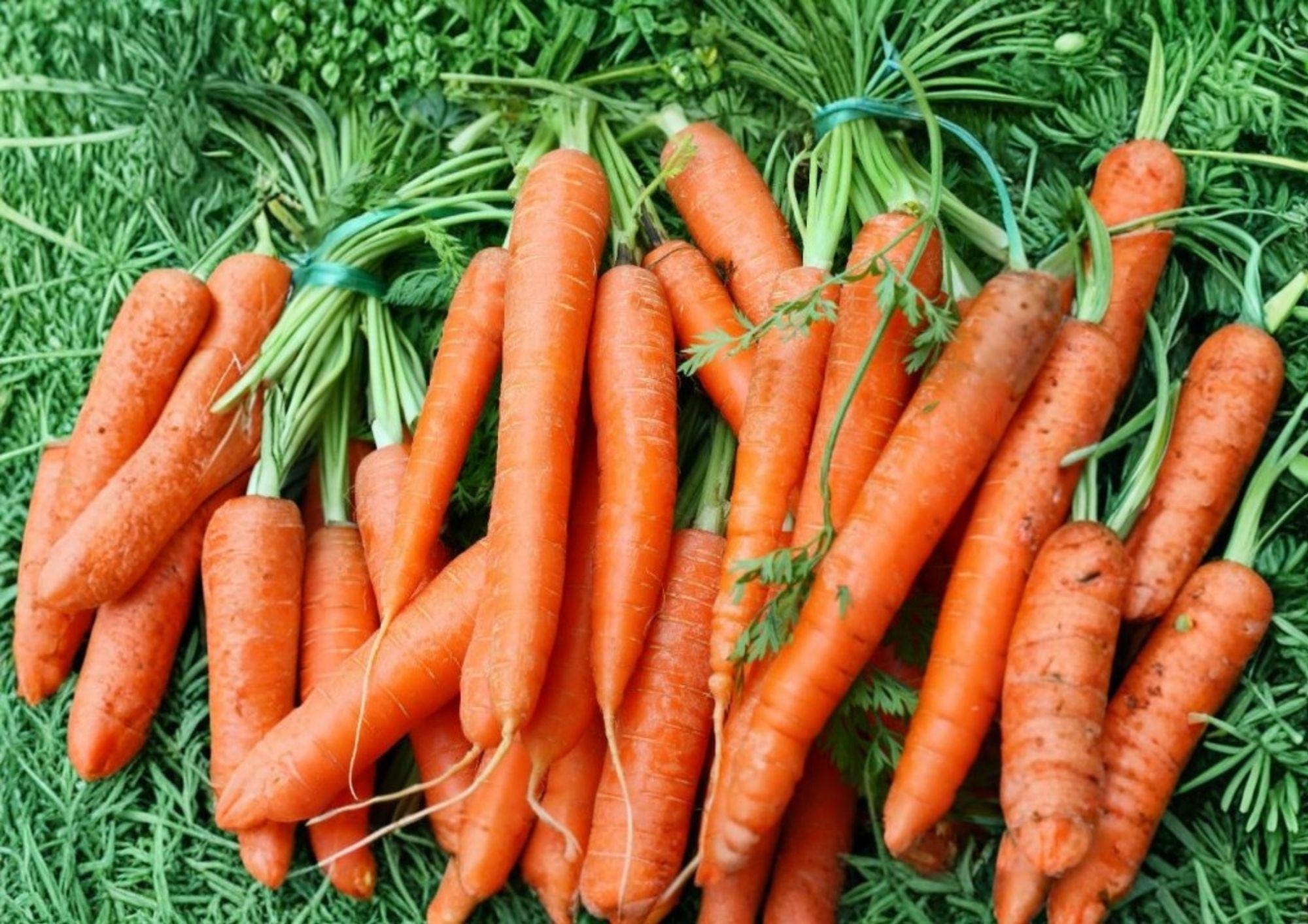 Tendersweet Carrot Seeds Heirloom Vegetable Seeds for Garden Planting, Long Orange Roots, Sweet Flavor, Crisp Texture