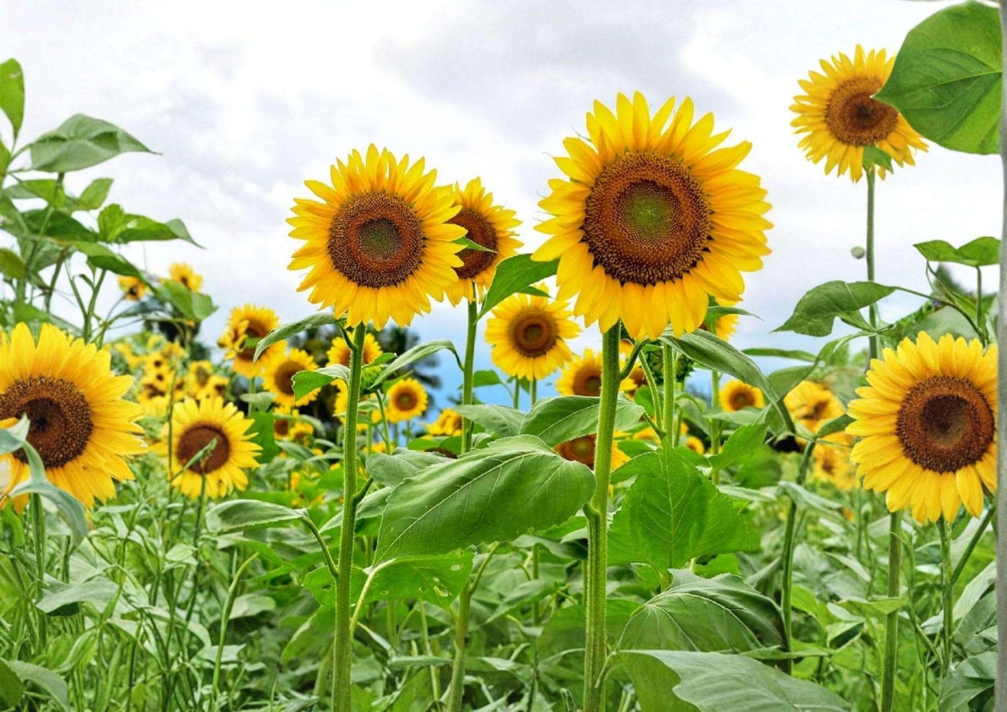 Black Oil Sunflower Seeds Heirloom Non-GMO Flower Seeds for Garden Planting, Bird Feed, Pollinator Friendly