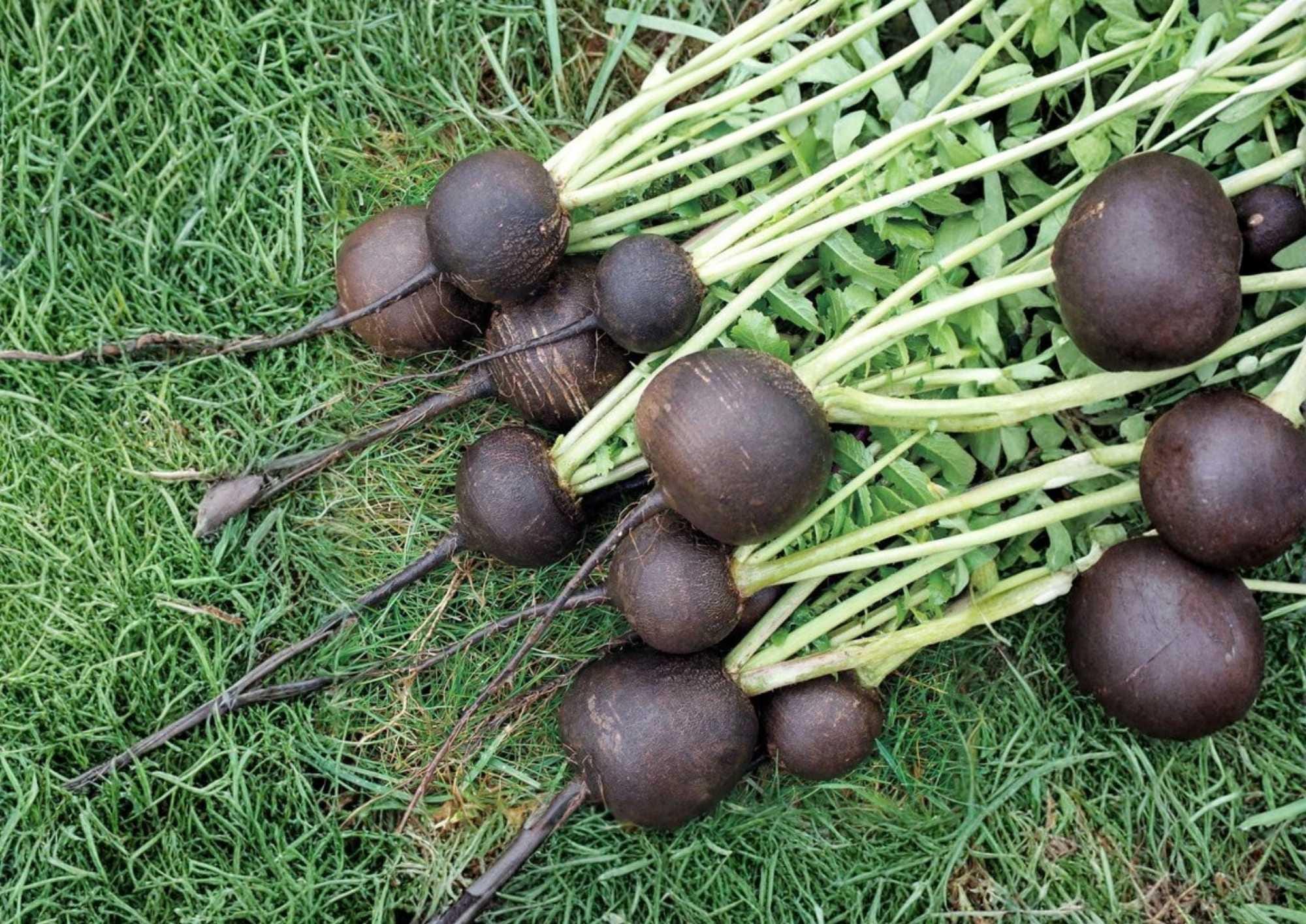 100+ Black Spanish Round Radish Seeds – Heirloom Organic Vegetable Seeds for Garden Planting, Spicy Root, Dark Skin, White Flesh