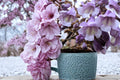 Empress Tree Seeds 100 Pack – Paulownia tomentosa Hardwood Fast-Growing Shade Tree for Outdoor Planting