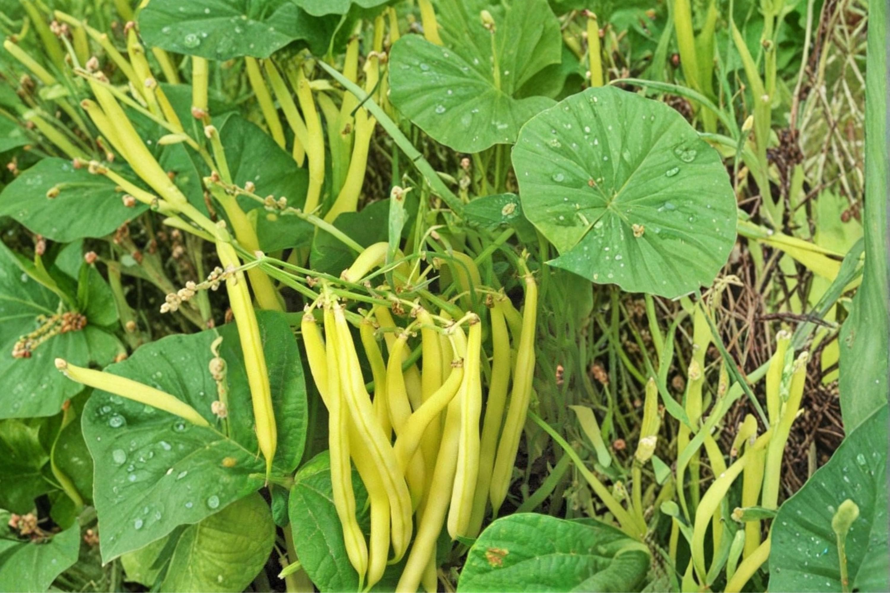 Golden Wax Bean Seeds – Phaseolus vulgaris Yellow Pod Heirloom Vegetable Plant Pack of 50+ Seeds