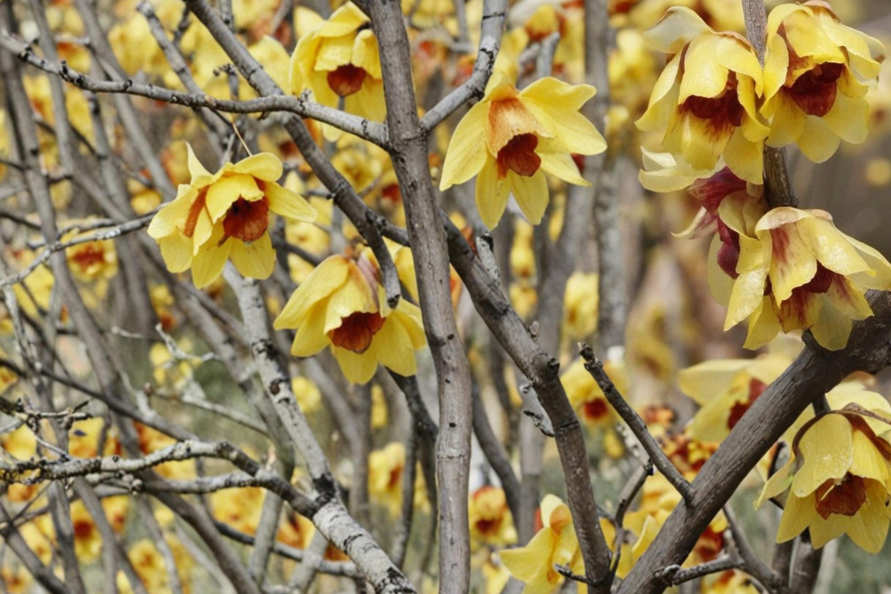 Wintersweet Seeds – Chimonanthus praecox Fragrant Shrub for Garden, 30 Seeds, Yellow Blooms, Ornamental Deciduous Plant