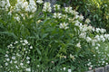 White Turtlehead Seeds – Chelone glabra Herbaceous Perennial for Wetlands & Moist Gardens, 50 Seeds