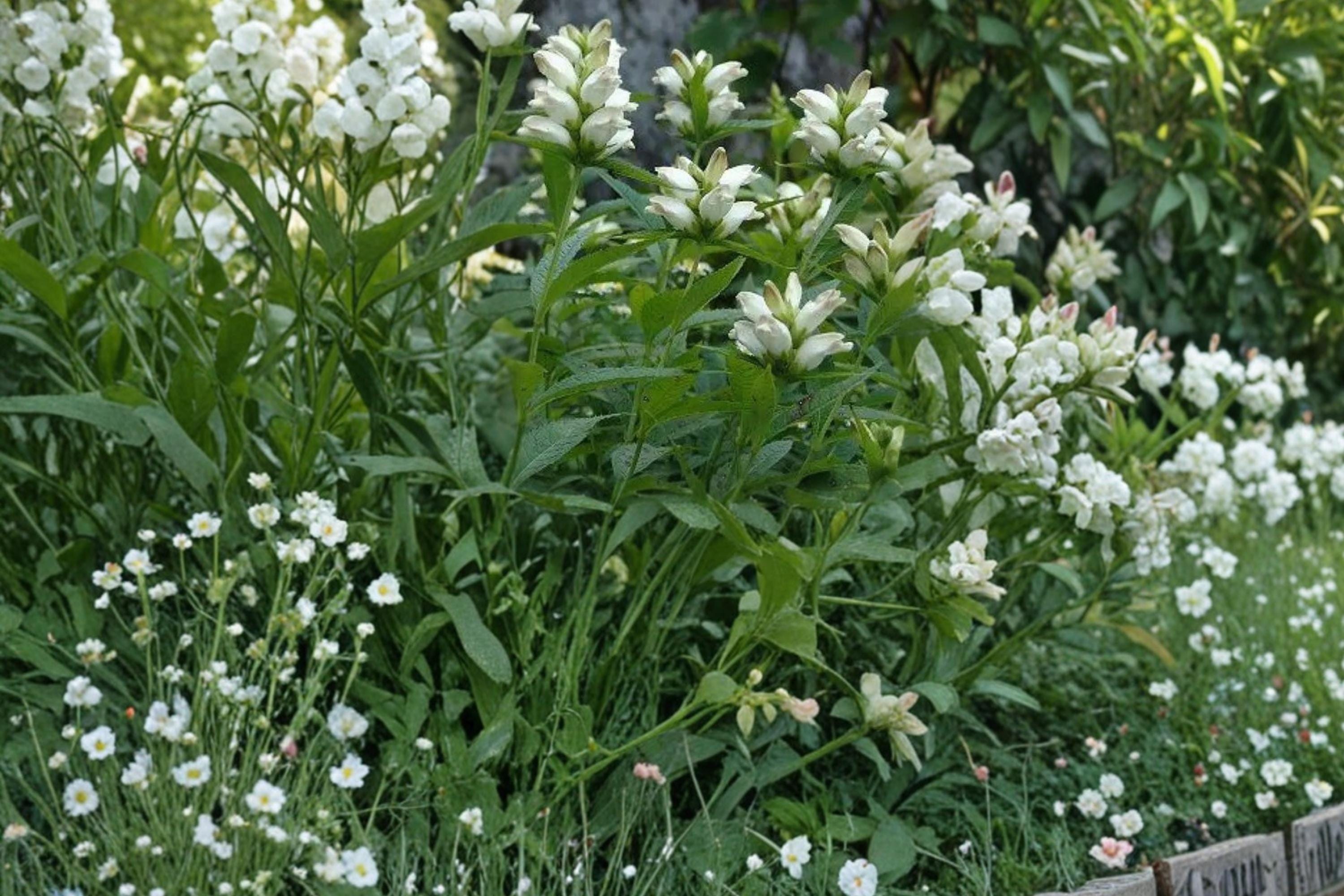 White Turtlehead Seeds – Chelone glabra Herbaceous Perennial for Wetlands & Moist Gardens, 50 Seeds