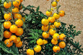 Yellow Tomato Seeds – Solanum lycopersicum Golden Fruit, 50+ Seeds for Garden & Container Planting