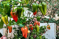 Candy Cane Cherry Pepper Seeds – Capsicum annuum, Variegated Foliage, Striped Red Fruit, Edible Ornamental Pepper, Container & Garden Plant