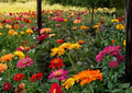 Cactus Flowered Zinnia Seeds Spring Mix, Colorful Drought Tolerant Flower Seeds for Garden Planting, Bee & Butterfly Attracting