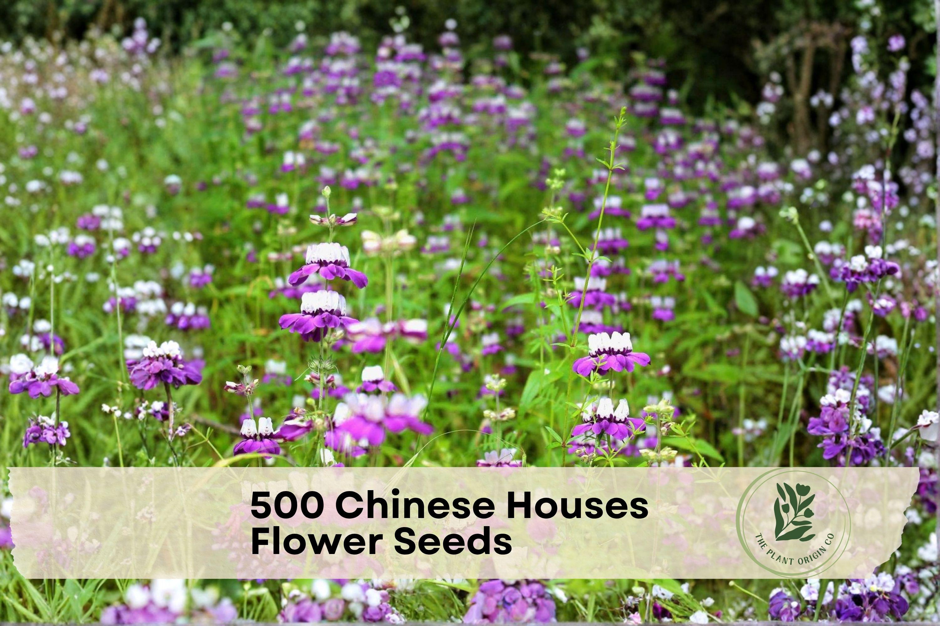 Chinese Houses Flower Seeds - 500 Pack, Collinsia heterophylla, Bi-color Blooms, Wildflower, Cottage Garden, Pollinator-Friendly