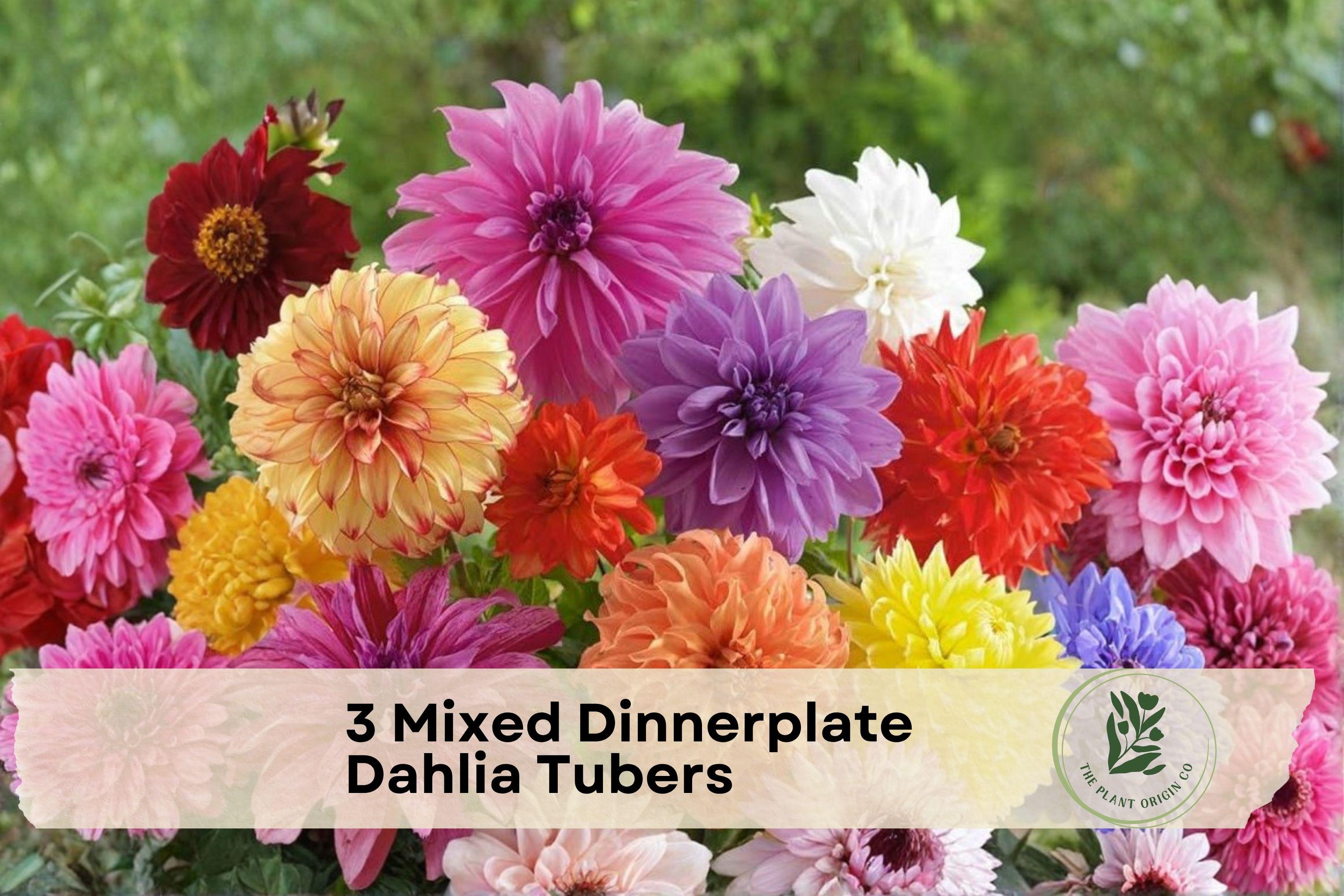 Mixed Dinnerplate Dahlia Tubers – Large Showy Blooms, Assorted Colors, Dahlia pinnata Hybrids for Garden Beds & Containers