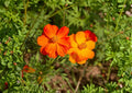 Bright Lights Sulphur Cosmos Seeds – Non-GMO Flower Seeds for Garden, Orange Yellow Blooms, Pollinator Friendly, Butterfly & Hummingbird Attractant
