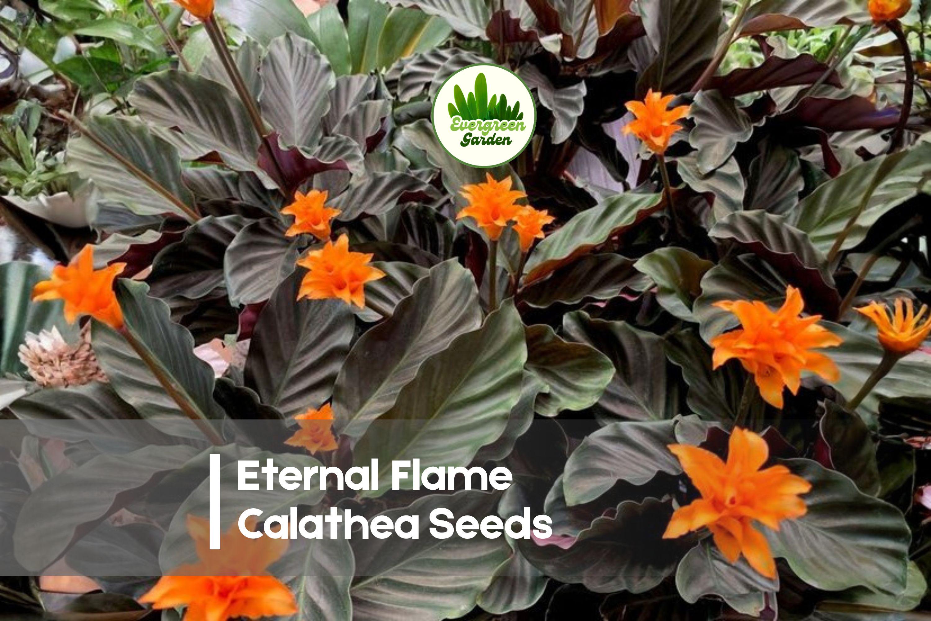 Eternal Flame Calathea Seeds | Tropical Foliage Plant | Calathea crocata | Indoor Decor & Container Gardening