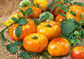 Yellow Brandywine Tomato Seeds – Heirloom Non-GMO Beefsteak, Large Golden Yellow Fruits, Sweet Flavor, Garden Planting
