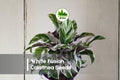 White Fusion Calathea Seeds, Tropical Foliage Plant, Variegated Leaves, Calathea lietzei ‘White Fusion’
