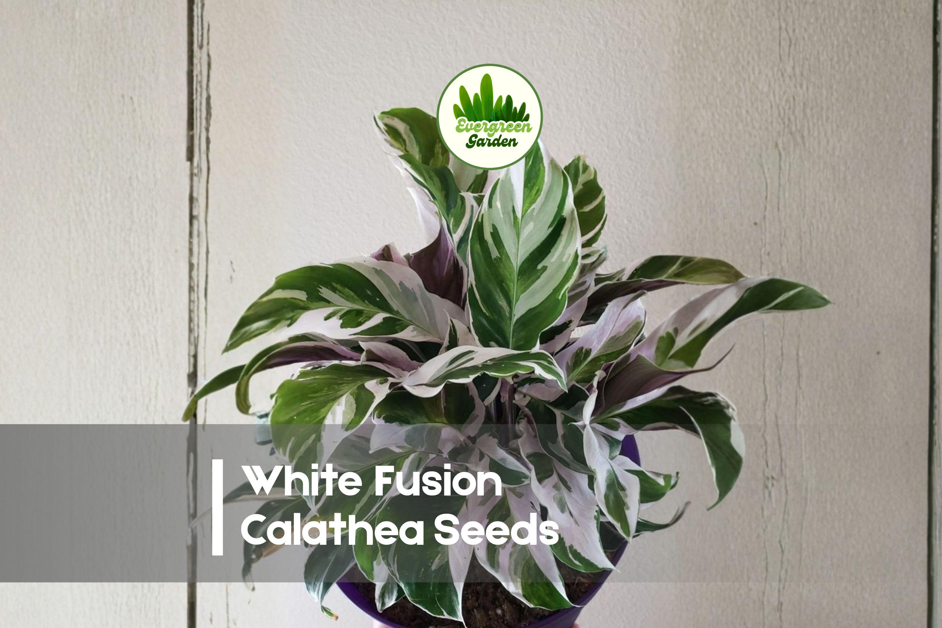 White Fusion Calathea Seeds, Tropical Foliage Plant, Variegated Leaves, Calathea lietzei ‘White Fusion’
