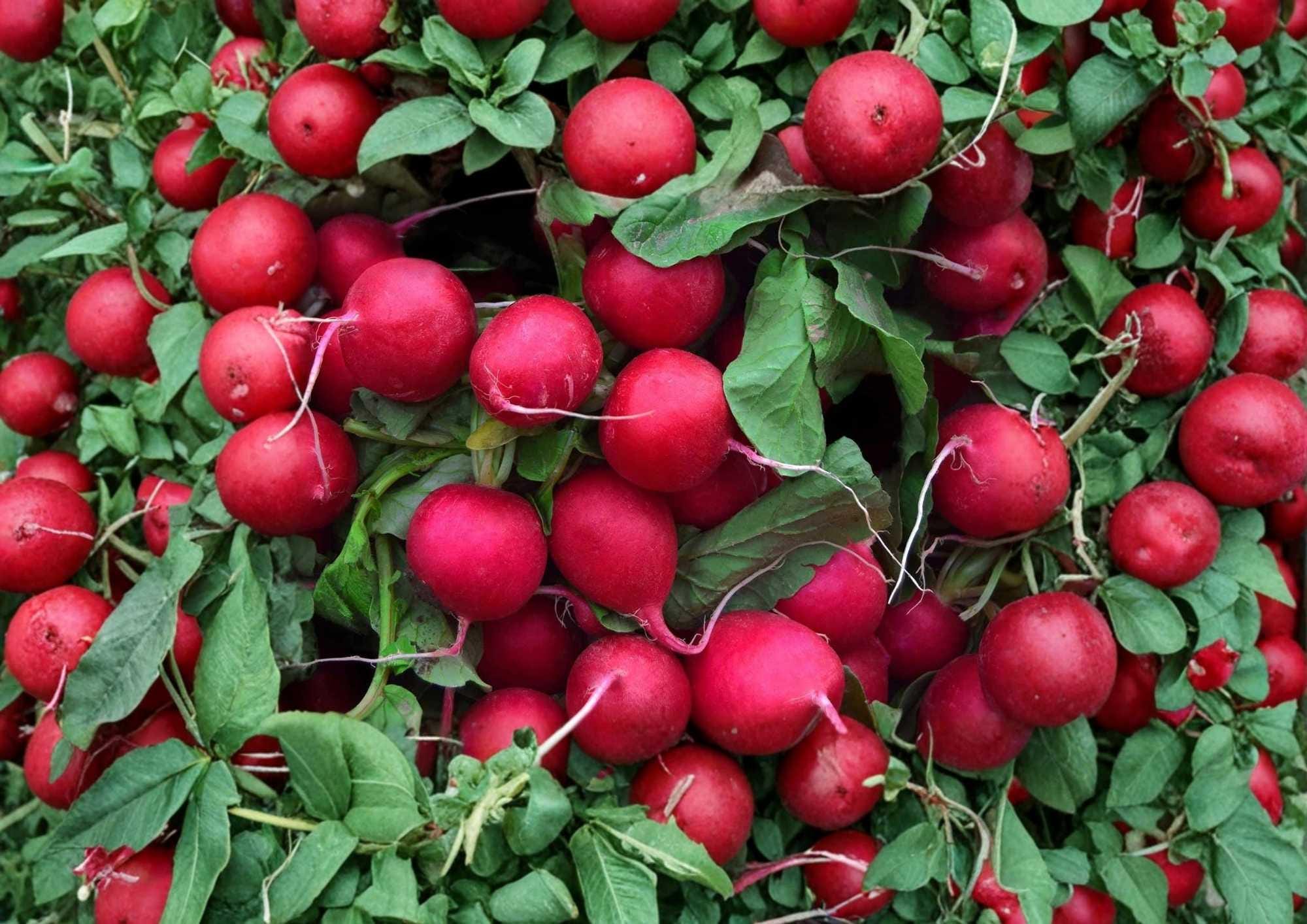 Cherry Belle Radish Seeds, Heirloom Non-GMO Vegetable Seeds for Garden Planting, Round Red Radish, Crisp Mild Flavor