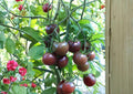 Brown Berry Tomato Seeds – Heirloom Organic Non-GMO Small Cherry Tomato Seeds for Garden, Container, and Raised Bed Planting