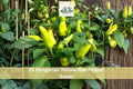 25 Hungarian Yellow Wax Pepper Seeds | Hot Chili Vegetable Seeds for Garden, Container, Outdoor Planting - Capsicum annuum