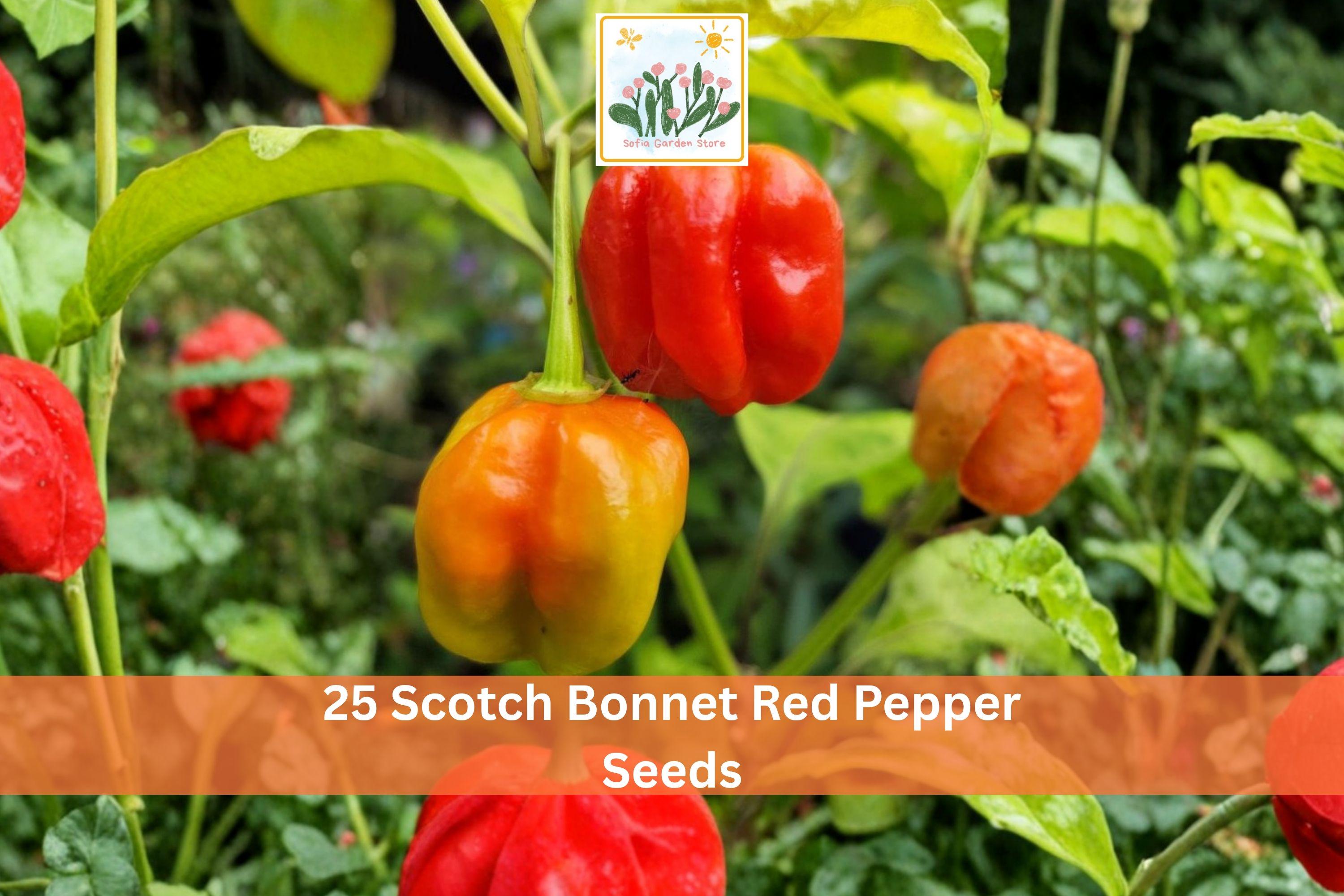 25 Scotch Bonnet Red Pepper Seeds | Hot Chili Vegetable Seeds for Garden Planting | Capsicum chinense