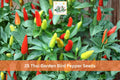25 Thai Garden Bird Hot Pepper Seeds, Small Slender Chili, Green to Red, Capsicum annuum, Vegetable Seeds for Garden Planting