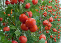 10+ Ace 55 Heirloom Non-GMO Tomato Seeds for Garden, Low Acid Red Medium-Sized Fruit, Reliable Vegetable Seeds