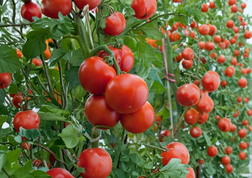 10+ Ace 55 Heirloom Non-GMO Tomato Seeds for Garden, Low Acid Red Medium-Sized Fruit, Reliable Vegetable Seeds