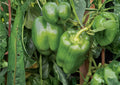 Emerald Giant Bell Pepper Seeds – Heirloom Non-GMO, Large Thick-Walled Green to Red Sweet Peppers for Garden and Container Planting
