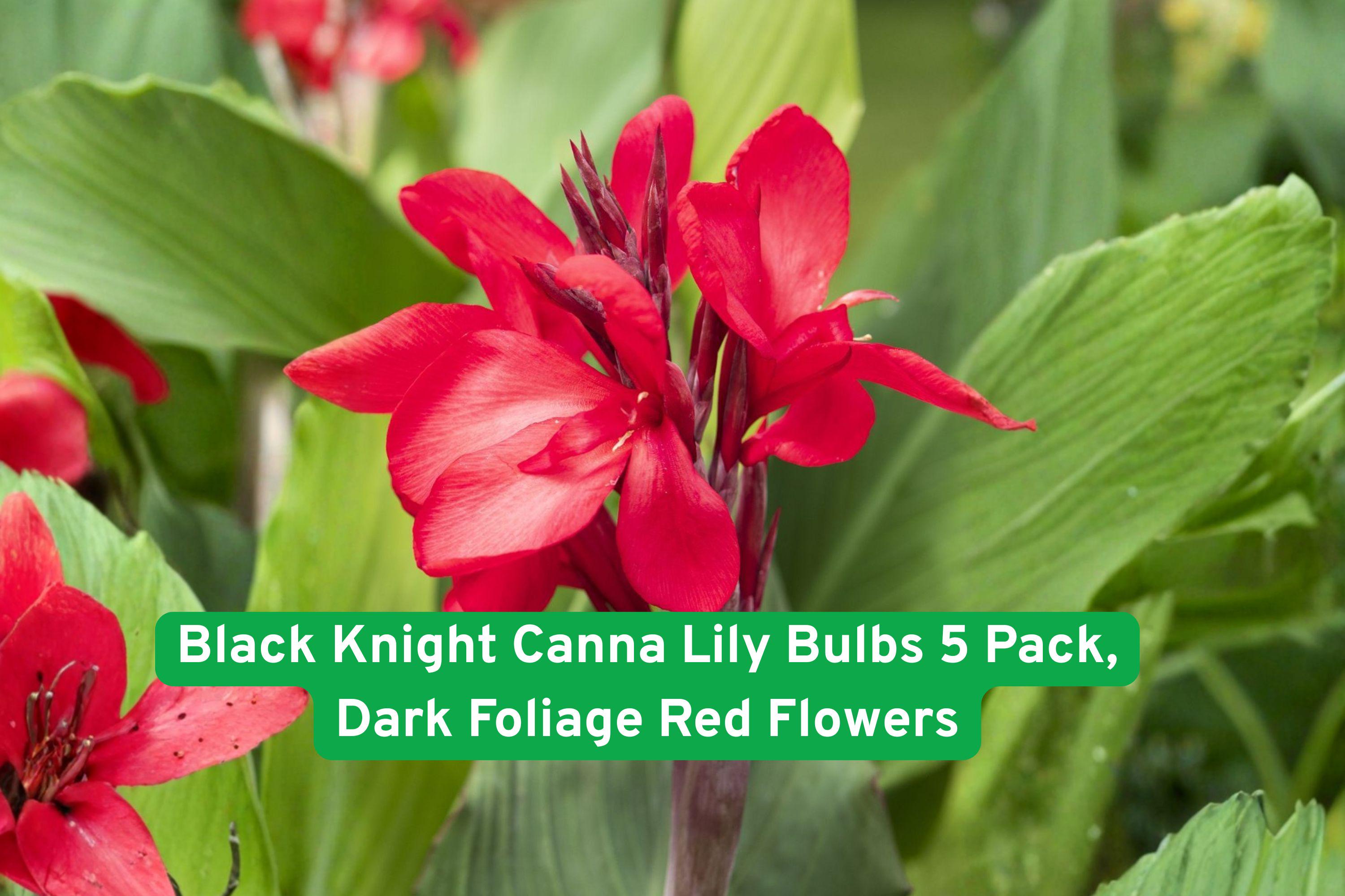 Black Knight Canna Lily Bulbs 5 Pack | Dark Foliage Red Flowers | Tropical Garden, Borders, Containers | Canna indica