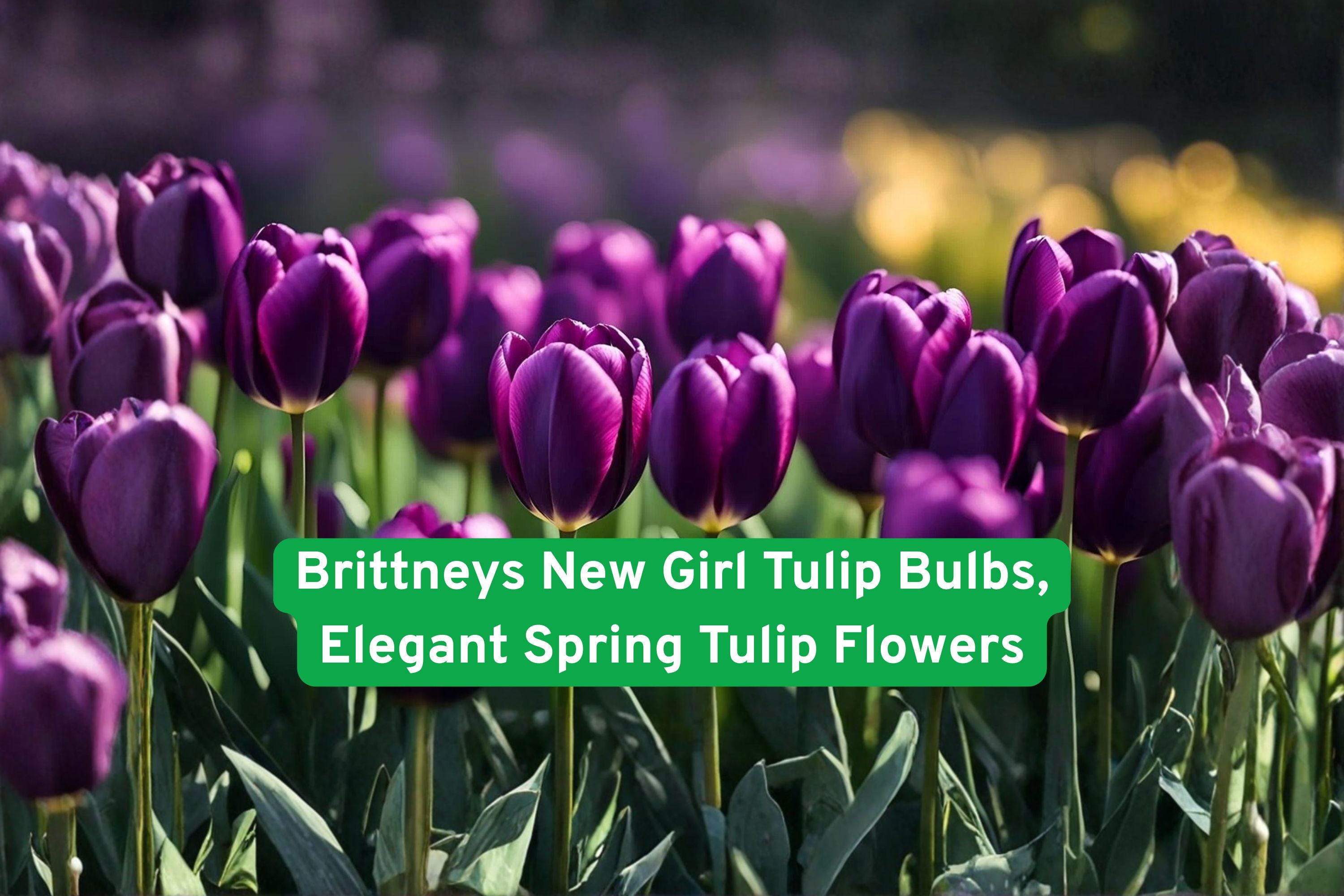 Brittney’s New Girl Tulip Bulbs – Spring Flowering, Elegant Garden Bulbs, Tulipa spp.
