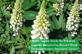 White Lupine Seeds for Planting – Lupinus polyphyllus Russell White Perennial Flower for Pollinator Gardens