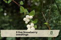 Live Snowberry Seedlings – Symphoricarpos albus – White Berries, Hardy Deciduous Shrub, 1–2 Years Old, Perfect for Landscaping & Borders