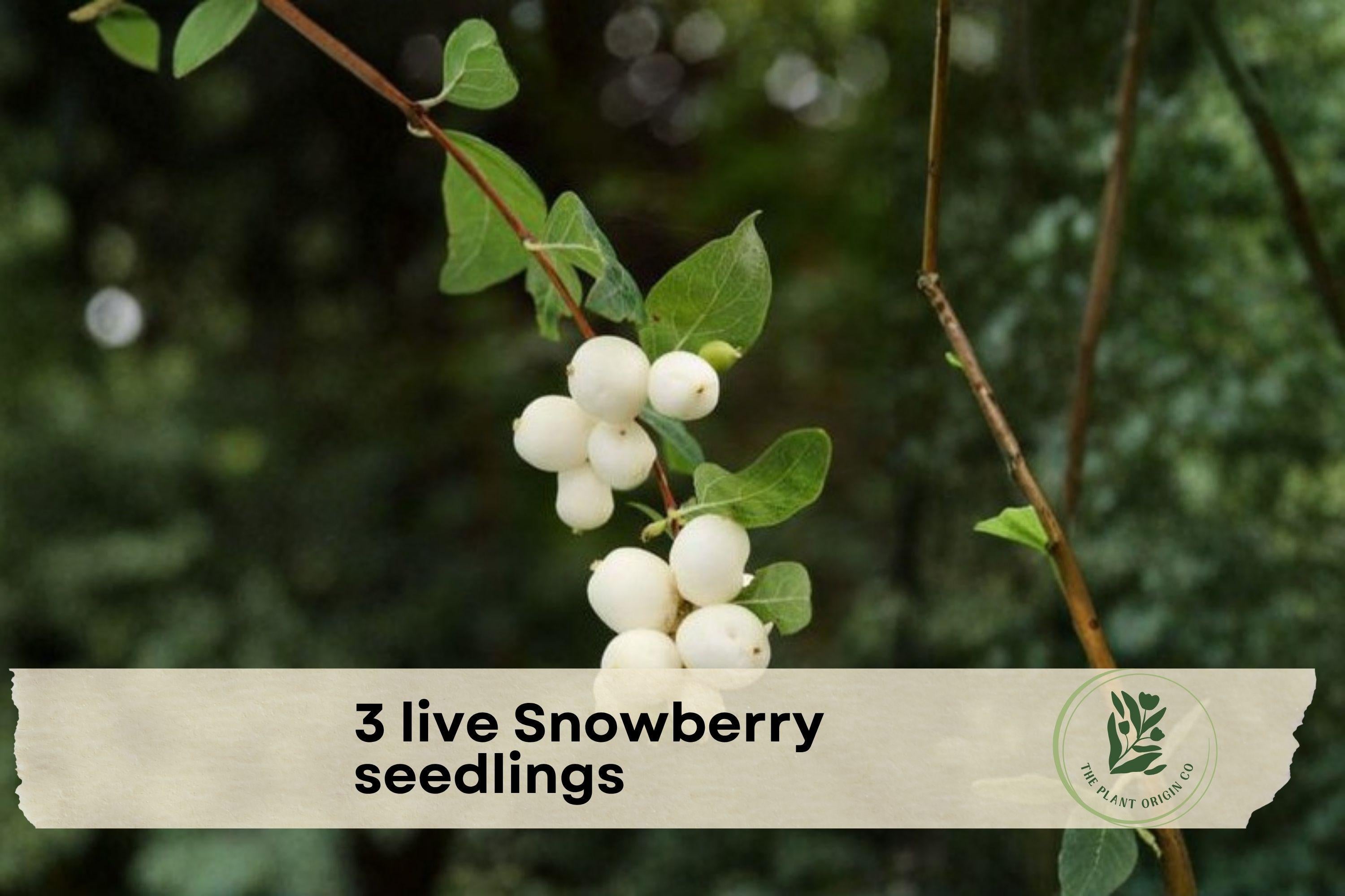 Live Snowberry Seedlings – Symphoricarpos albus – White Berries, Hardy Deciduous Shrub, 1–2 Years Old, Perfect for Landscaping & Borders