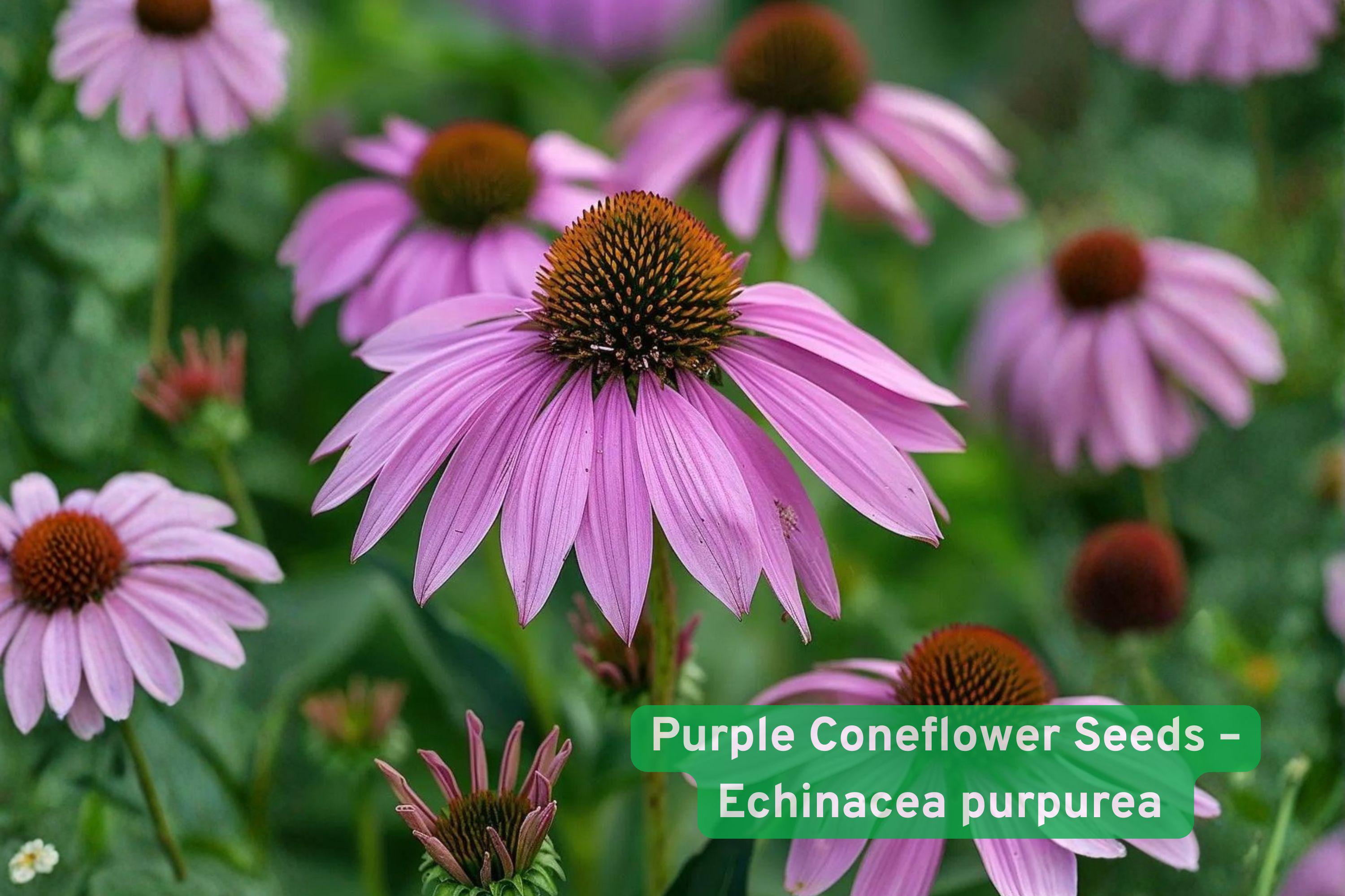 Purple Coneflower Seeds – Echinacea purpurea Perennial Wildflower for Pollinator Gardens & Medicinal Use