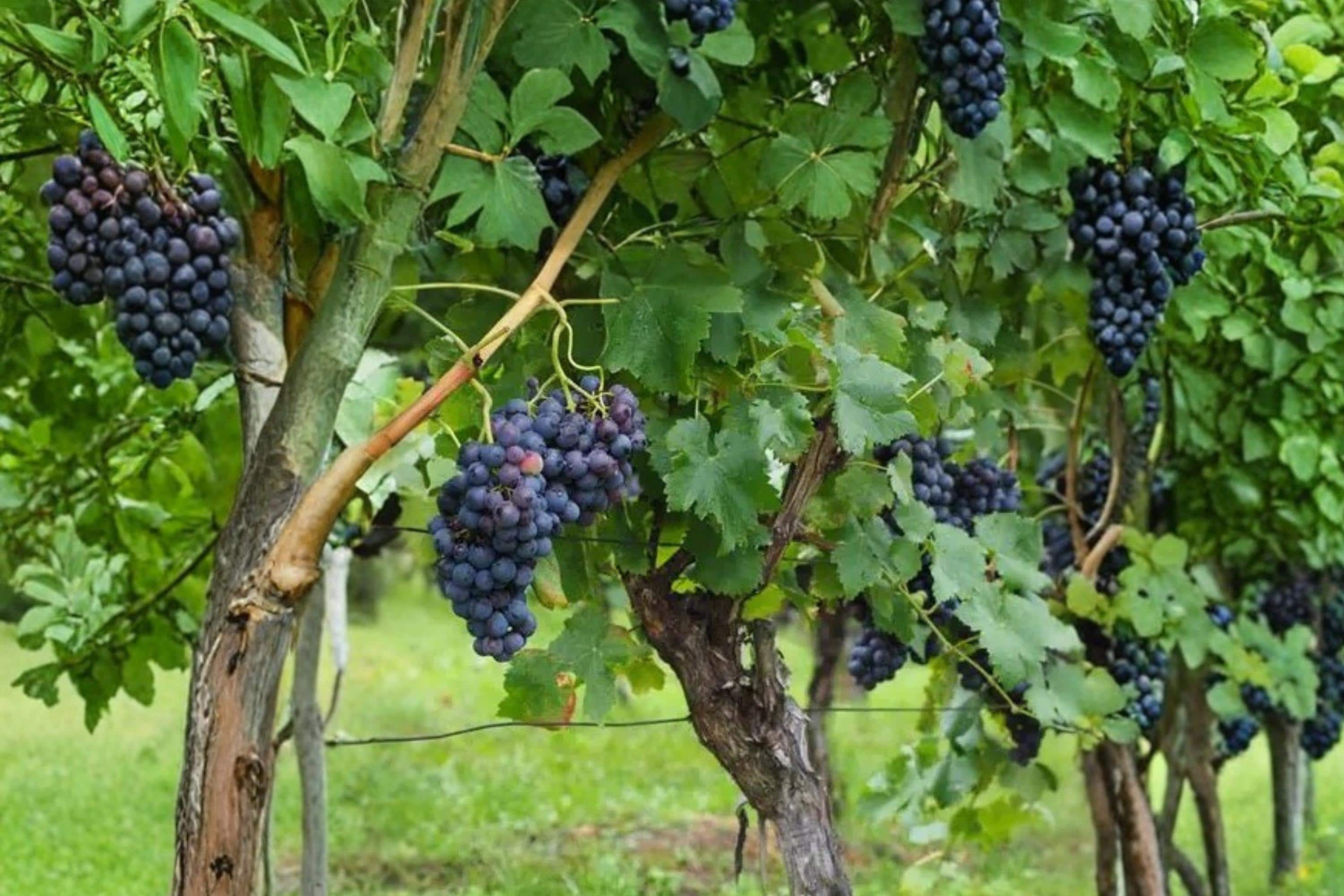 Grape Vine Seeds 50+ Vitis vinifera Climbing Plant for Garden or Bonsai Cultivation
