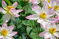 Sacred Lotus Seeds – Nelumbo nucifera Aquatic Plant for Ponds, Water Gardens & Containers