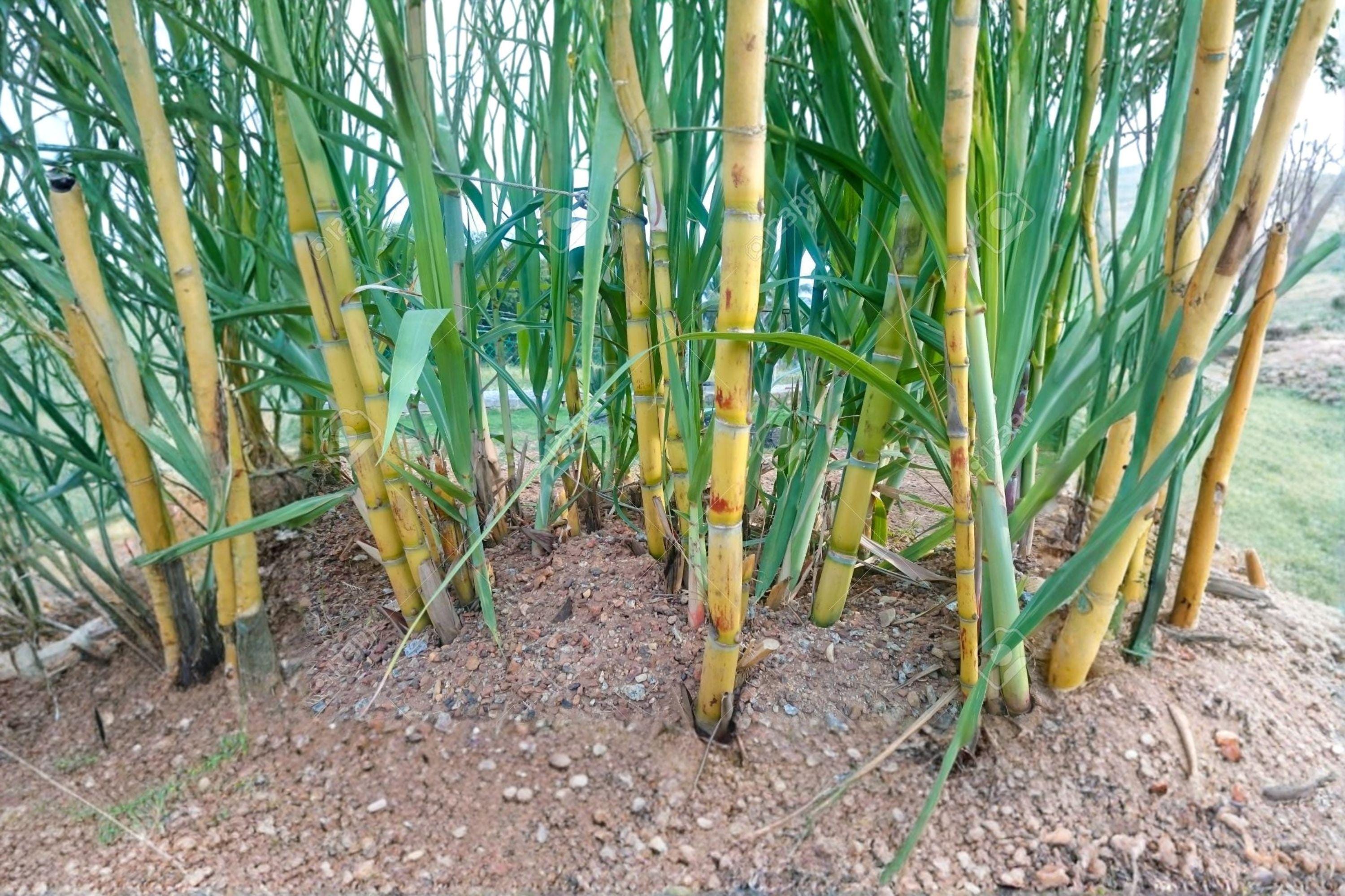 Yellow Sugarcane Plant – Saccharum officinarum – Edible Tropical Grass for Garden or Container Cultivation