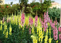 Russell Lupine Seeds, Mixed Colors, Perennial Flower Seeds for Garden, Tall Spikes, Pollinator Friendly, Lupinus polyphyllus