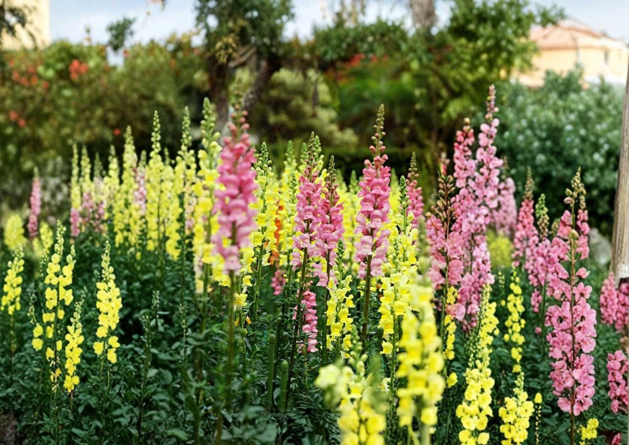 Russell Lupine Seeds, Mixed Colors, Perennial Flower Seeds for Garden, Tall Spikes, Pollinator Friendly, Lupinus polyphyllus