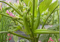 Clemson Spineless Okra Seeds Heirloom Non-GMO Vegetable Seeds for Garden Planting, Tender Green Pods