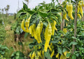 Golden Cayenne Pepper Seeds – Heirloom Non-GMO Hot Chili Seeds for Garden, Yellow Cayenne, 30,000–50,000 Scoville, Fiery Peppers